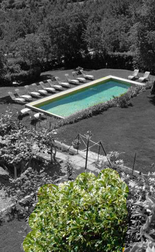 swimming pool and garden