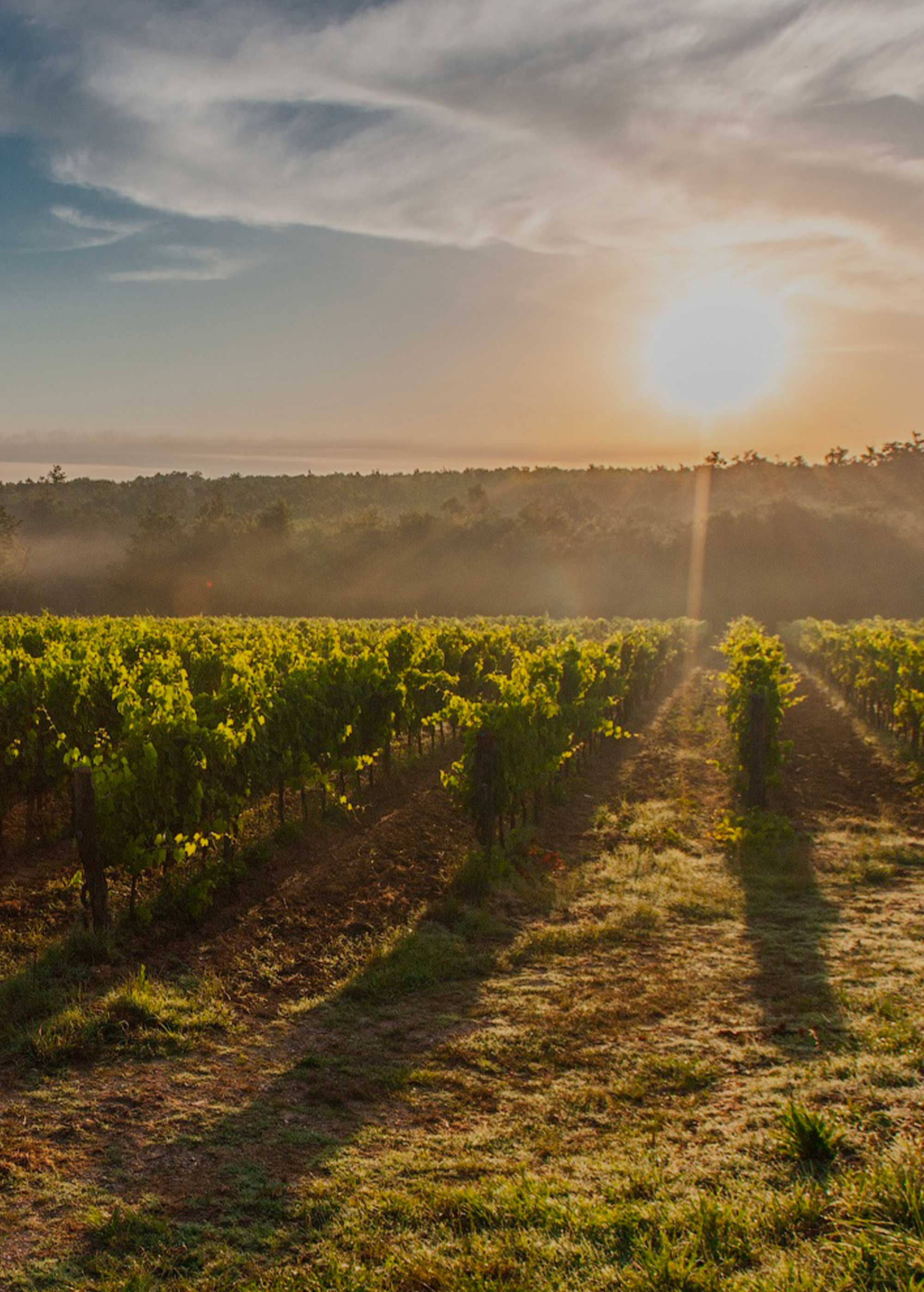 vineyard in the light of dawn